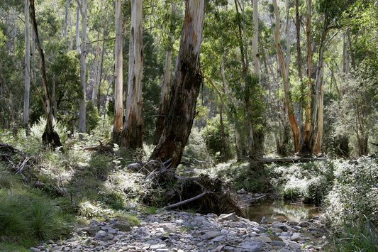 Australian Bush